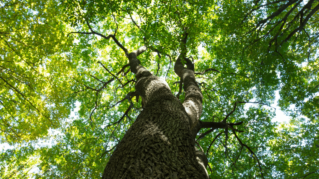 looking up through the foliage of a tall tree